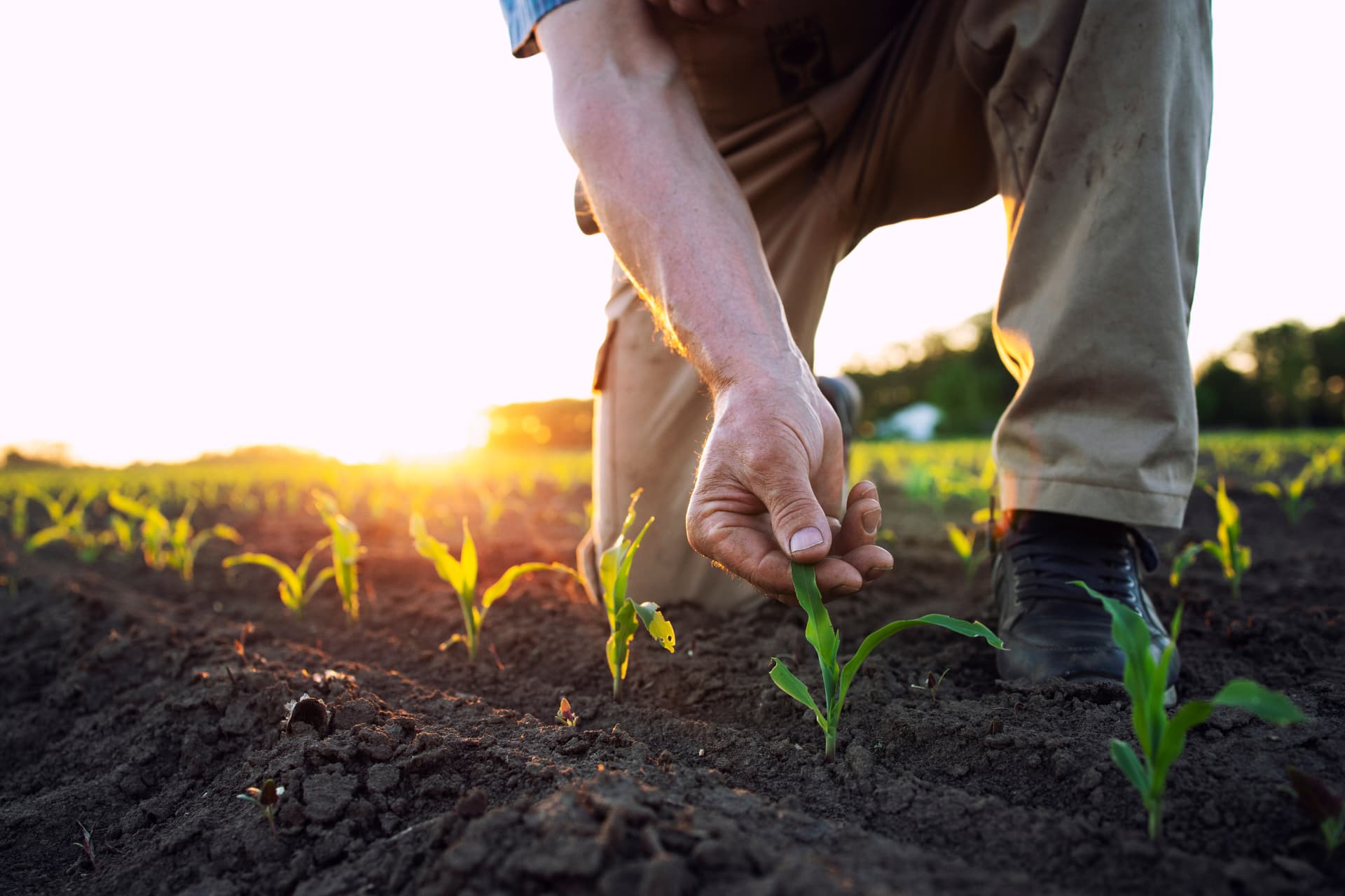 Hand van een boer bij jonge planten op een veld