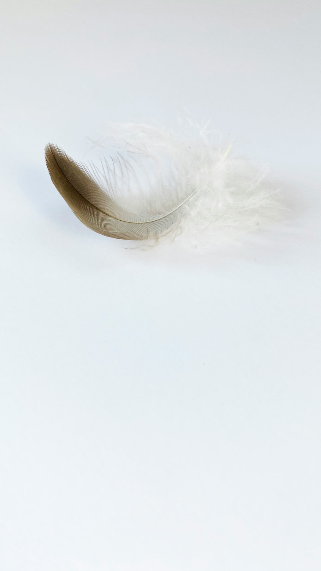 Een witte veer op een lichte achtergrond