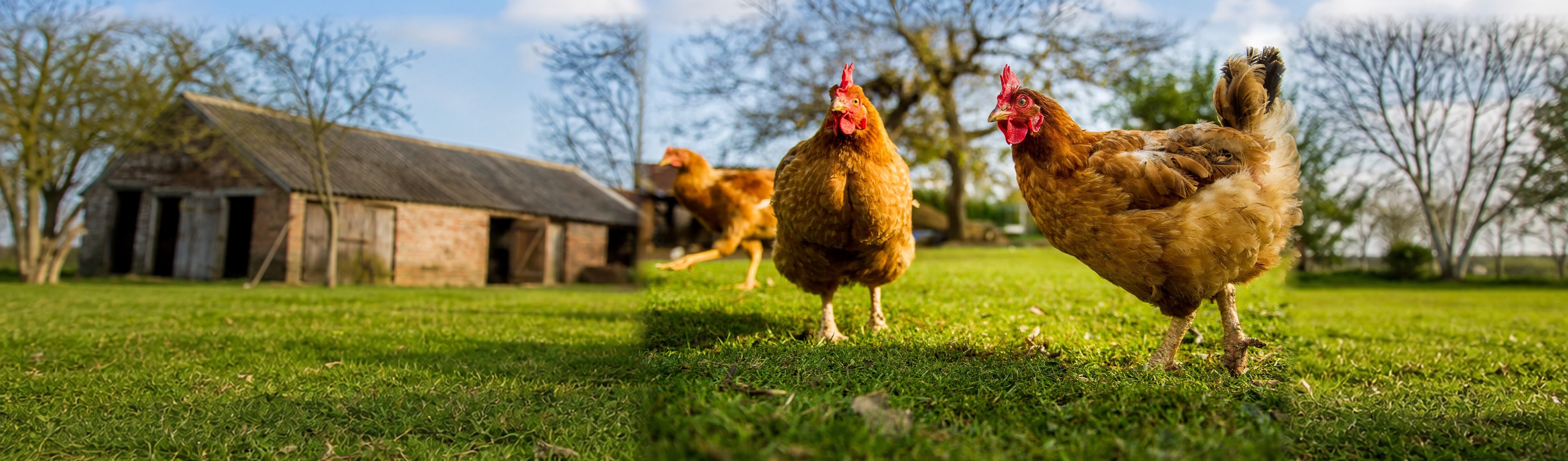 Drie bruine kippen op een grasveld onder een boom